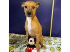 Adopt Percy Jackson a Boxer
