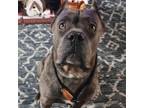 Adopt Draco a Cane Corso