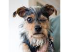 Adopt Nino a Yorkshire Terrier
