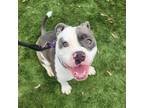 Adopt Levi - Foster or Adopt Me! a American Staffordshire Terrier