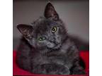 Adopt Niko a Russian Blue, Domestic Short Hair