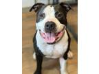 Adopt Smalls a Pit Bull Terrier, Mixed Breed