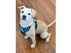 Adopt Cupcake a Labrador Retriever