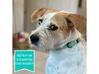 Adopt Wilbur B a Jack Russell Terrier