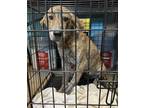 Adopt Lemon a Labrador Retriever