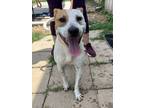 Adopt Parksville a Shepherd