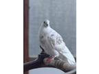Adopt Baby Dash a Pigeon