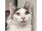 Adopt Lanny a Domestic Medium Hair