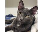 Adopt Peewee a American Shorthair, Russian Blue