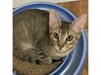 Adopt Chonk a American Shorthair