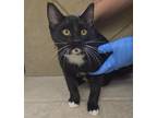 Adopt Sparrow a Domestic Short Hair