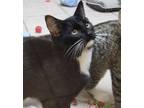 Adopt Duck Duck a Domestic Short Hair