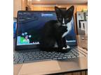 Adopt KENDRICK-ready in August a Domestic Short Hair