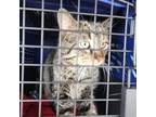 Adopt Marty a Domestic Short Hair