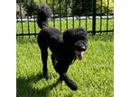 Adopt Louis V a Standard Poodle