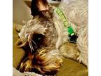 Adopt Tate (Dallas) a Schnauzer
