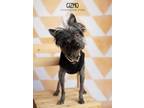 Adopt Gizmo a Chinese Crested Dog