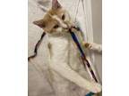 Adopt Sam Francisco a Domestic Short Hair