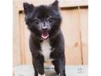 Adopt Tuxedo a Pomeranian