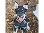 Adopt Presto a Shepherd, Husky
