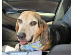 Adopt Sniffer a Basset Hound, Beagle