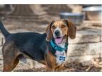Adopt Hedgehog a Beagle
