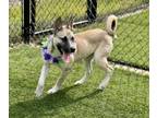 Adopt Riley a Shepherd, German Shepherd Dog