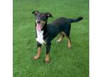 Adopt Peanut 24-07-109 a Dachshund, Doberman Pinscher