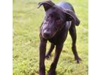 Adopt Eastwood 24-07-011 a Black Labrador Retriever, Mixed Breed