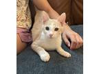 Adopt Fig a Domestic Short Hair