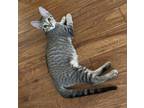 Adopt Finley a Domestic Short Hair