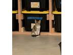 Adopt Raymond a Domestic Short Hair