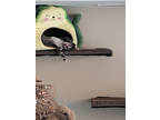Adopt Stripes a Domestic Short Hair