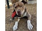 Adopt Shot Put a Pit Bull Terrier