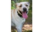 Adopt Casino a Labrador Retriever, Mixed Breed