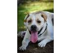 Adopt Mason a Labrador Retriever, Mixed Breed