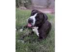 Adopt Chowder a Pit Bull Terrier, Mixed Breed