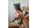 Adopt Topaz a Domestic Short Hair