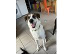 Adopt Toronto a Saint Bernard, Australian Shepherd