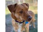 Adopt Hickory a Australian Shepherd