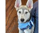 Adopt Chase A706 a Shepherd, Husky
