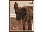 Adopt Scotty a Plott Hound