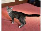 Adopt Orion a Domestic Short Hair