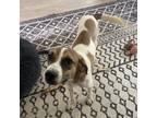 Adopt Puddles a Mixed Breed