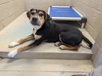 Adopt Toby a Mixed Breed
