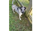Adopt Orphelia a Australian Cattle Dog / Blue Heeler