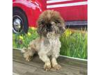 Adopt Bernardo a Shih Tzu