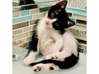 Adopt AJ a Domestic Medium Hair