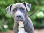 Adopt EDISON a Pit Bull Terrier