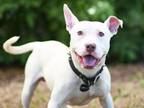Adopt BRONX a Pit Bull Terrier